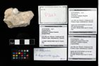 Foto (Objekt + Etikett) von Longodromites angustus (Reuss 1858)  (NHMW-GEO-2014-0194-0263b)